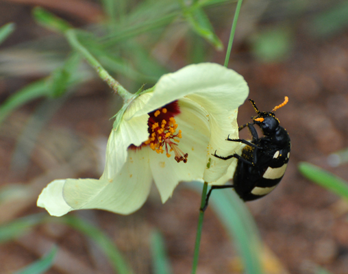 Beetle_and_Flower.