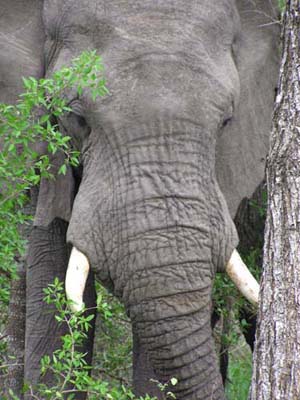 Elephant