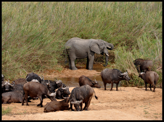 Elephant_and_Buffalo