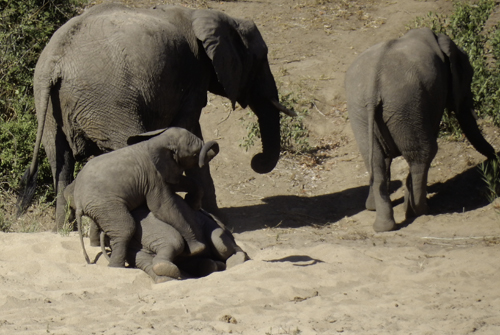 Baby Elephants Playing in the River