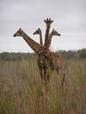 Giraffe