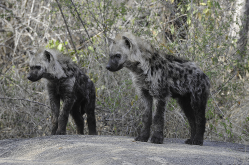 Hyena Pups