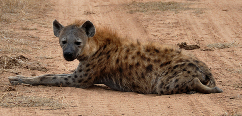 Hyena.