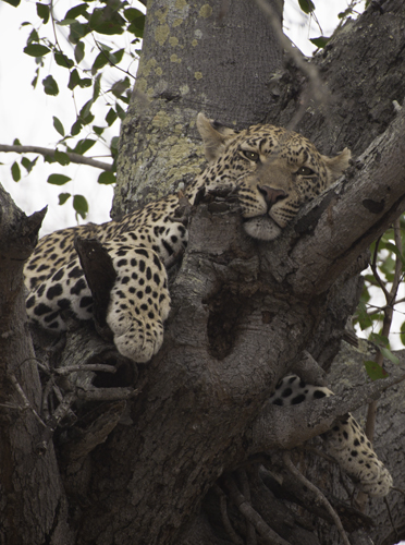 Leopard in a tree.