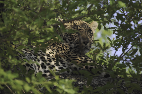 Leopard in Tree