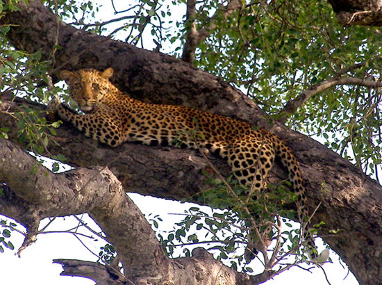 Leopard_in_a_Tree.