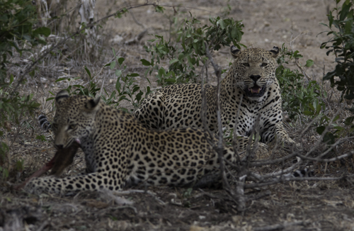 Two Leopards