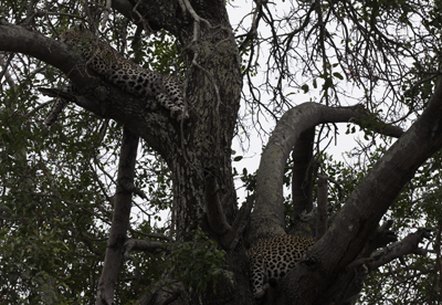 Two Leopards in a Tree