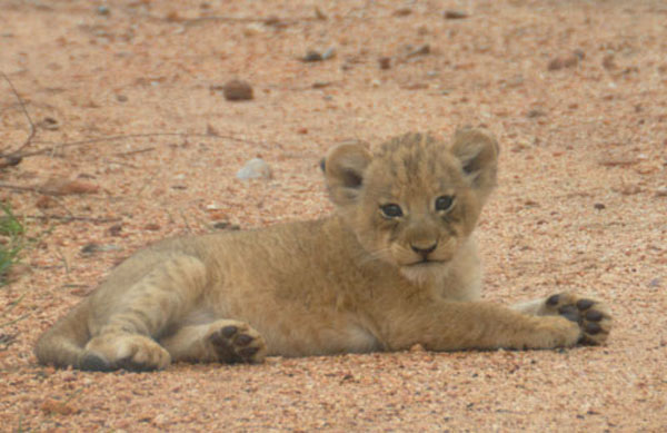 Lion_Cub