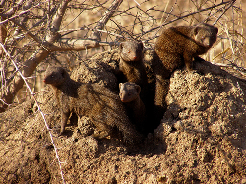 Mongeese