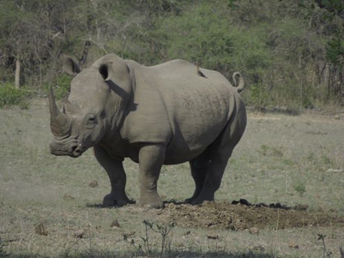 Rhino