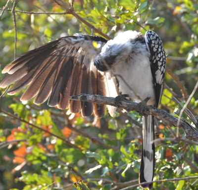 Yellow_Billed_Hornbill.